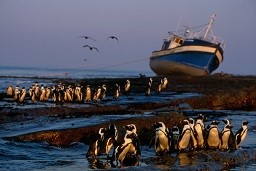 African Penguins with Shipwreck